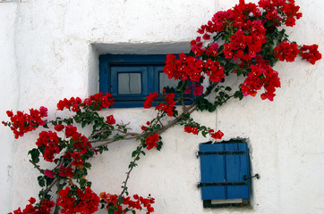 Fototapeta na wymiar Blooming vine on the wall