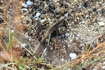 Lizard Podarcis muralis on rocks