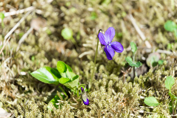 violet on green moss genus Viola