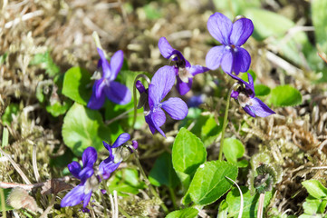 violet on green moss genus Viola
