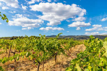 Row vine grape vineyards at Saint Jean de Fos countryside village background, France