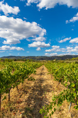 Fototapeta na wymiar Row vine grape vineyards at Saint Jean de Fos countryside village background, France