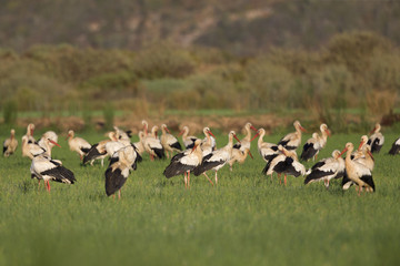 Obraz na płótnie Canvas A flock of migrating white storks resting in the rice fields of the Algarve Portugal
