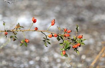 Red rosehip berries on a branch in autumn