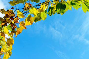 Colorful leaves tree in autumn season over blue sky