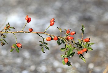 Red rosehip berries on a branch in autumn