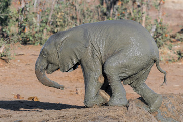 Muddy african elephant calf climbing out of a dam