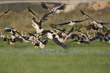 A flock of migrating white storks resting and taking off in the rice fields of the Algarve Portugal