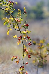 Red rosehip berries on a branch in autumn