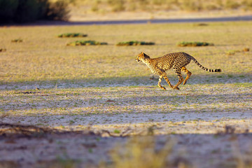 Cheetah (Acynonix jubatus) in the desert.The cheetah is going to attack.