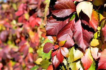 Colorful Autumn Trees. Autumn background