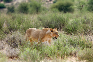 Lioness (Panthera leo krugeri) is walking it the savanna and looking for the rest of the lion pride.