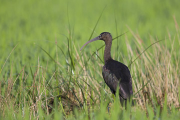 A glossy ibis (Plegadis falcinellus) perched in the rice fields of the Algarve Portugal