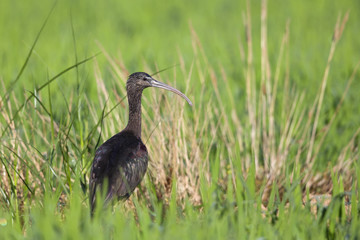 A glossy ibis (Plegadis falcinellus) perched in the rice fields of the Algarve Portugal