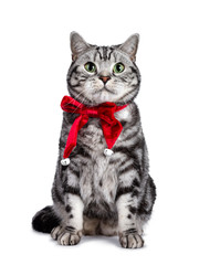 Handsome British Shorthair cat sitting up, wearing red velvet ribbon with bells around neck. Looking above camera with green eyes. Isolated on white background.