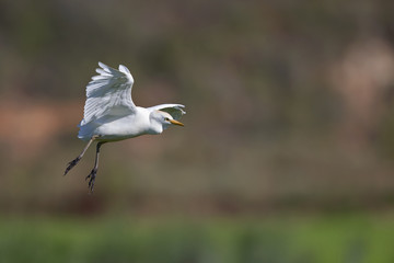 A cattle egret (Bubulcus ibis) landing on one of the rice field in Portugal.