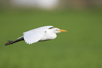 A cattle egret (Bubulcus ibis) flying low over the rice fields of Portugal.
