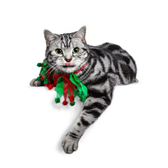 Handsome British Shorthair cat Laying down side ways, wearing red green festive collar around neck. Looking beside camera with green eyes and tongue out. Isolated on white background.