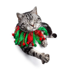Handsome British Shorthair cat Laying down, wearing red green festive collar around neck. Eyes closed and paw hanging relaxed over edge. Isolated on white background.