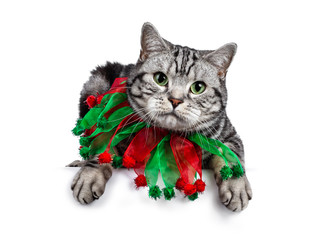 Handsome British Shorthair cat Laying down side ways, wearing red green festive collar around neck. Looking straight to camera with green eyes. Isolated on white background.