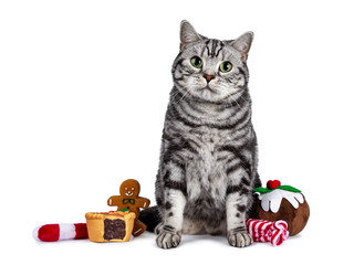 Handsome British Shorthair cat sitting up, sitting inbetween christmas sweets. Looking straight at camera with green eyes. Isolated on white background.