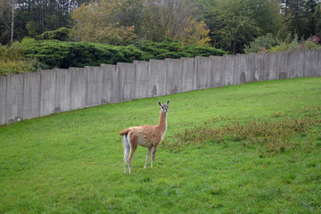 Naklejka na ściany i meble Llama walks on a green lawn.