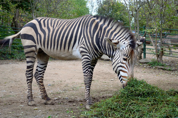 Fototapeta na wymiar A zebra in a city zoo eats food from a feeding trough.