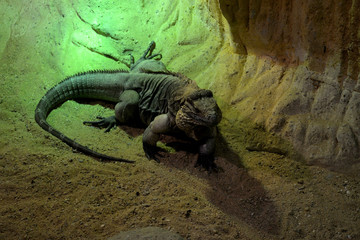 Large lizard in the zoo.