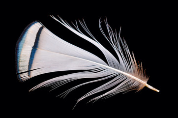 Colored bird feather isolated on black background