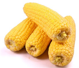 Corn isolated on a white background