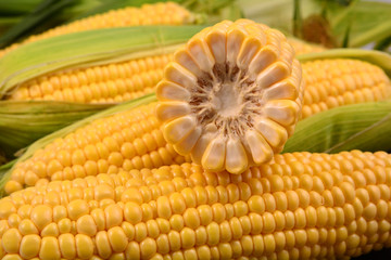 Fresh corn on cobs, closeup