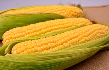 Fresh corn on cobs, closeup
