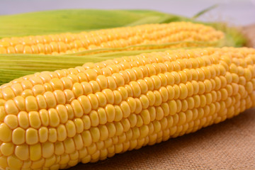 Fresh corn on cobs, closeup