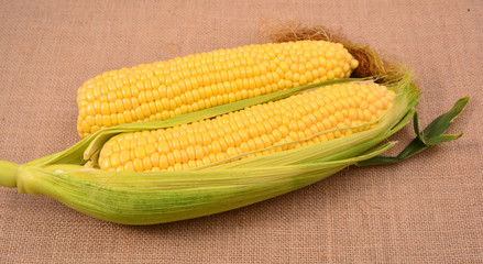 Fresh corn on cobs, closeup