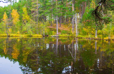 Autumn landscape. Russian forest.
