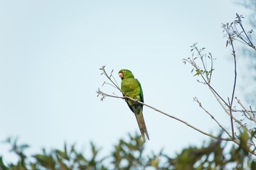 Portrait of Green Pionus in Nature