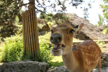 nosey deer close up  looking into the camera