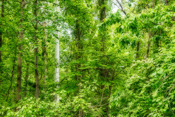 Fototapeta premium Trees covered with leaves in the forest