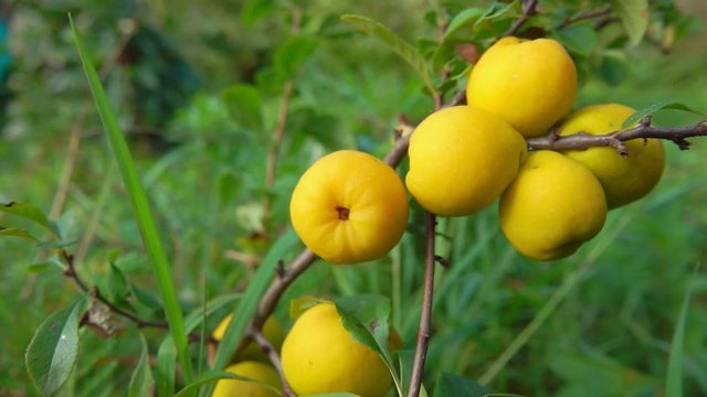 Panorama of ripe yellow quince fruits on a bush on a bright sunny day