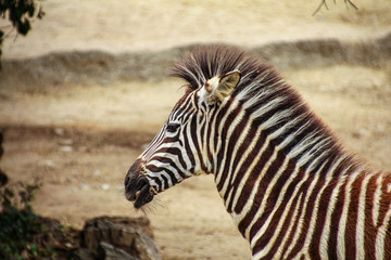 Fototapeta na wymiar zebra - seems bored standing around