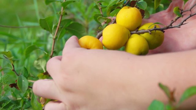 Hands picking ripe yellow quince fruits from a bush on a bright sunny day