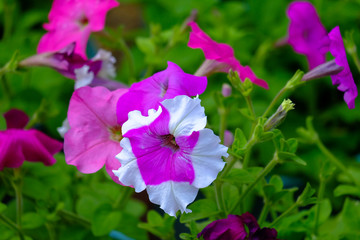 Close up of beautiful petunia flower with soft selective focus and leaf blur background. Royalty high quality free stock image of flower. 