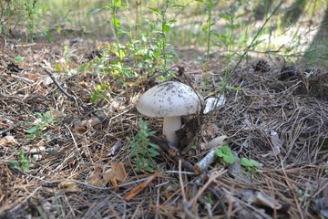 Beautiful summer landscape in the forest