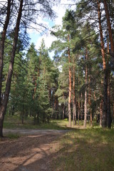 Beautiful summer landscape in the forest