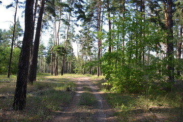 Beautiful summer landscape in the forest