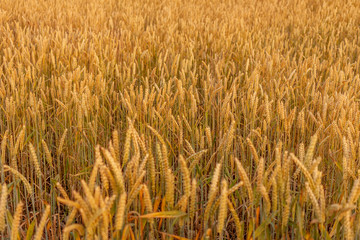 wheat yellow beautiful field with closeup spikelet