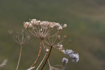 trockene gräser im kleinwalsertal