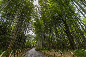 竹林の道
