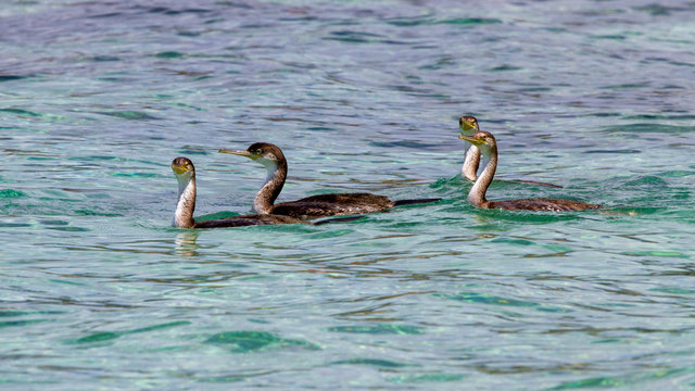 Vier freigestellte Krähenscharben schwimmen in der Seitenansicht im grünen Meer