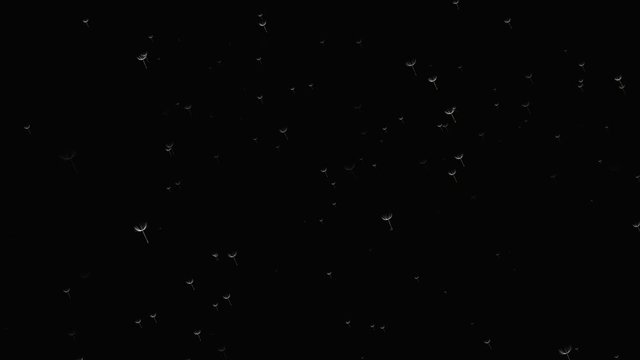 Flower and plant fuzz falling down on dark backdrop. Animation of white fluff of dandelion flying down on black background. Dandelion seeds in air.